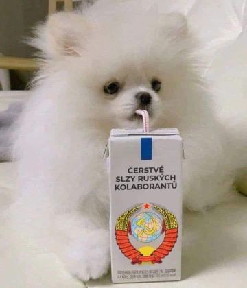 čerstvé slzy ruský kolaborantů