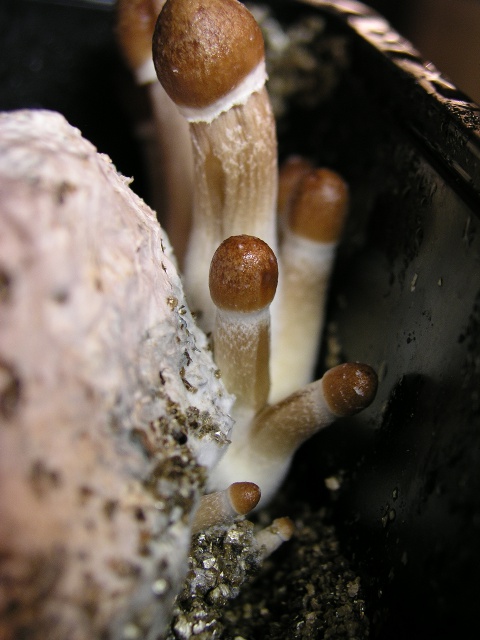 Makro dv�
