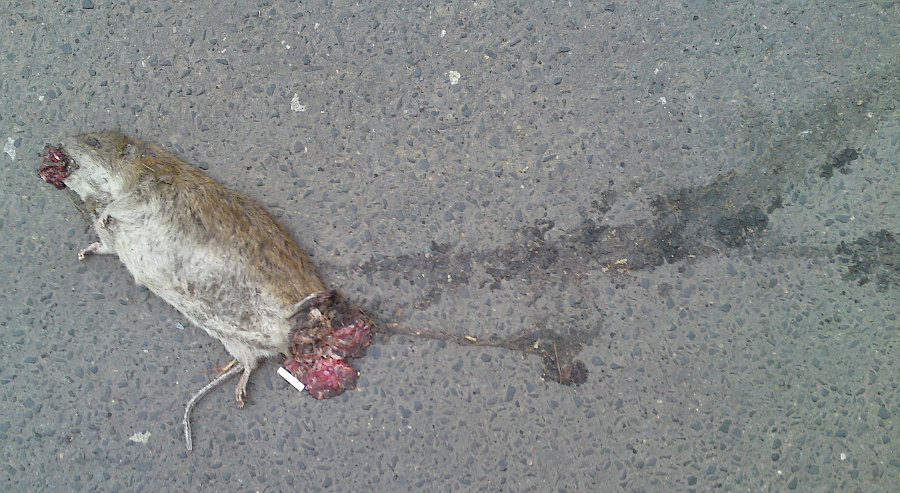 potk�nek na silnici