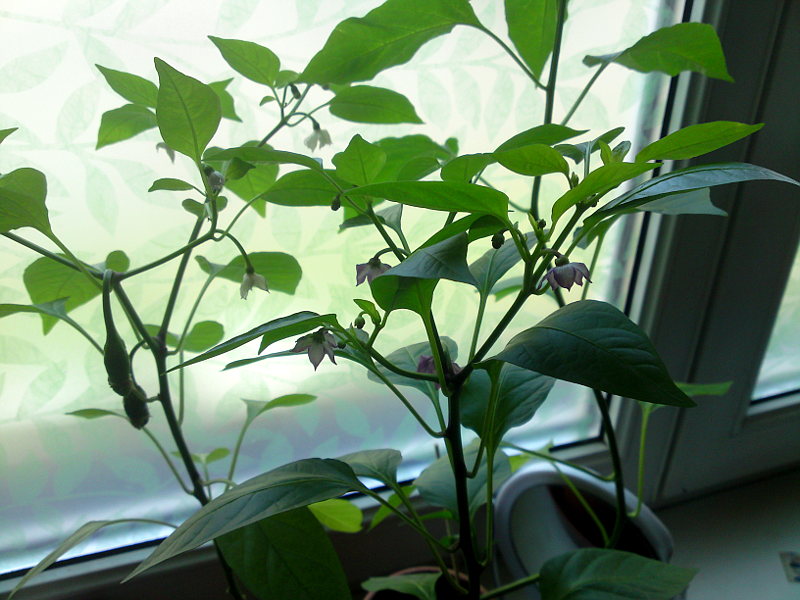 papriky fialov� kv�ty