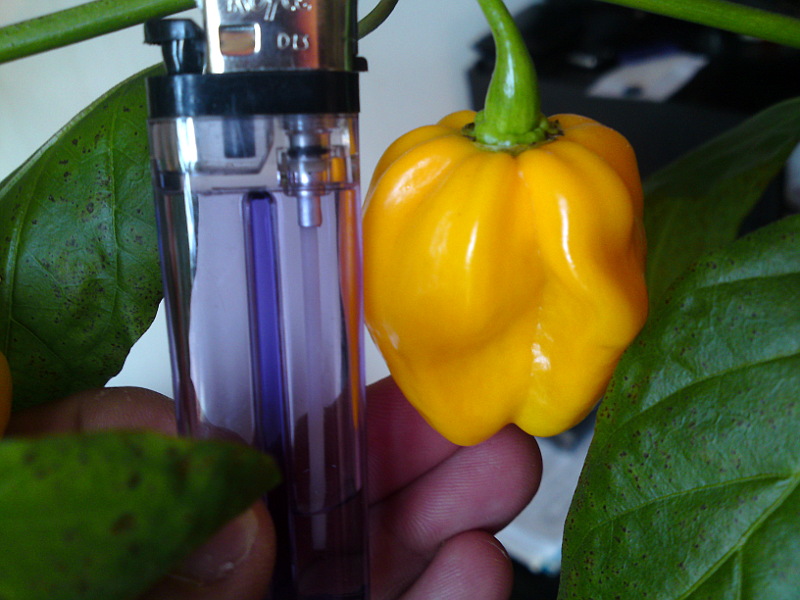 habanero